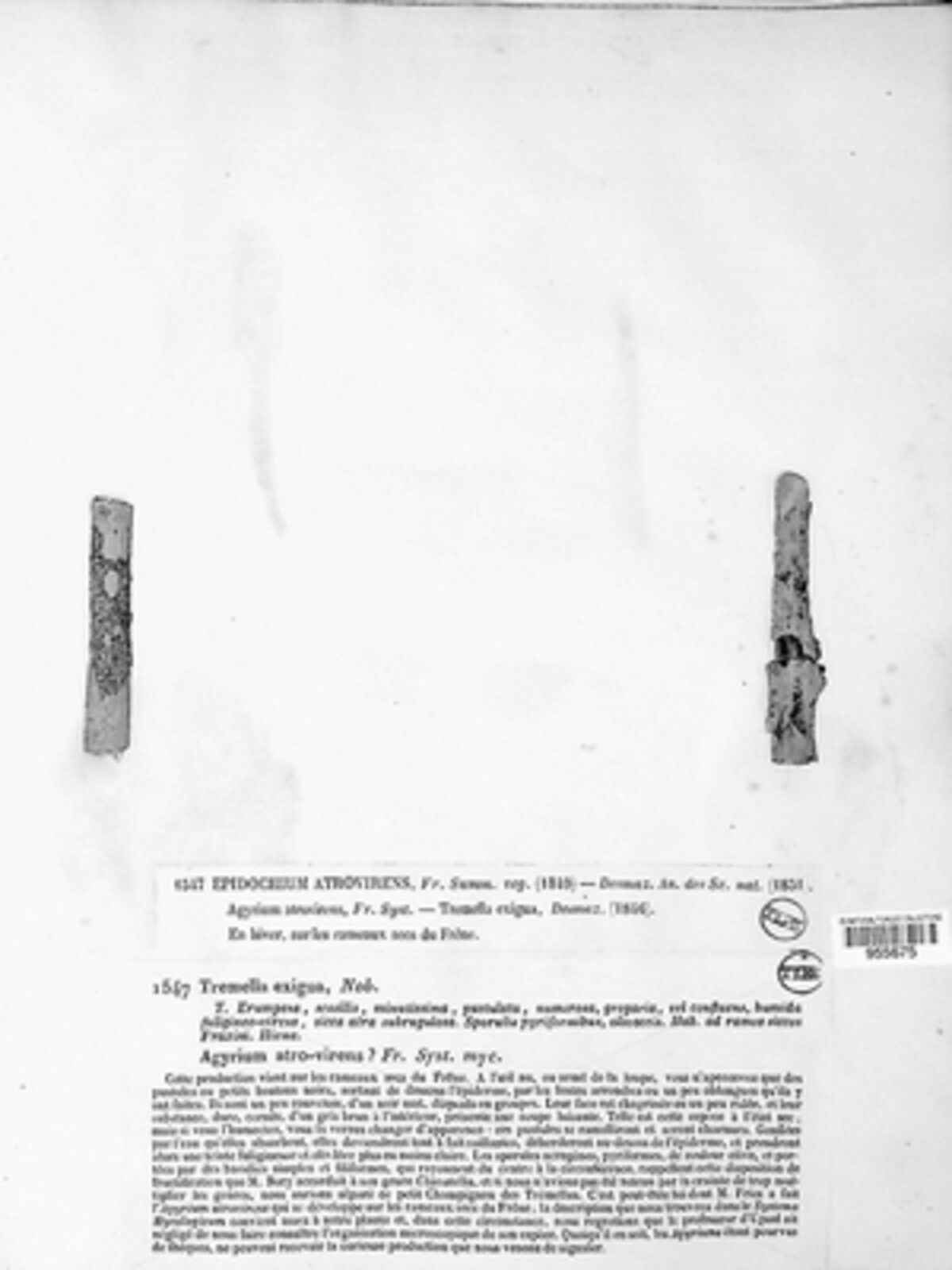 Epidochiopsis atrovirens image